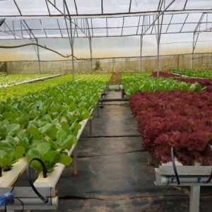 Các mặt hàng rau, củ quả khác