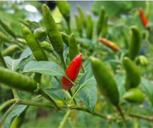 Ớt tươi đông lạnh